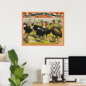 circus met struisvogels en grote vogels. poster (Thuiskantoor)