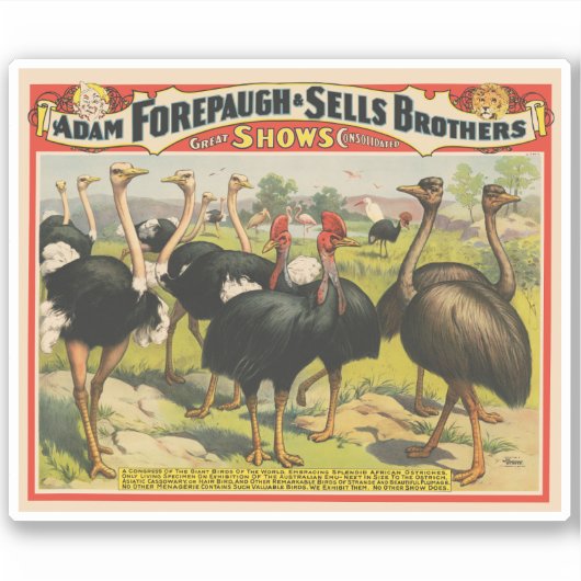  circus met struisvogels en grote vogels. sticker (Voorkant)