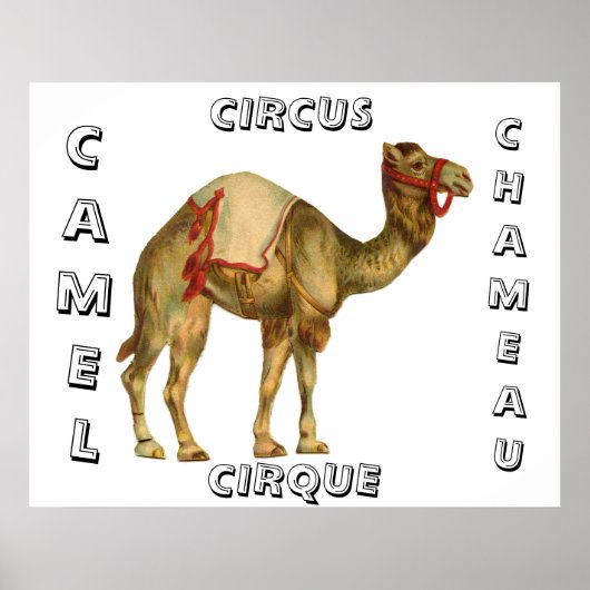  circus optredende kameel poster (Voorkant)