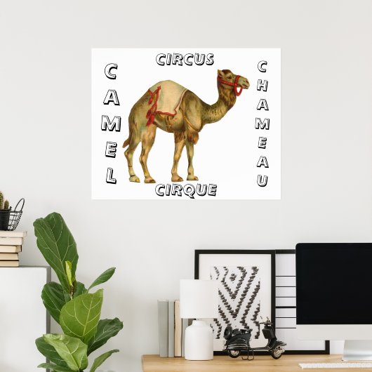  circus optredende kameel poster (Thuiskantoor)