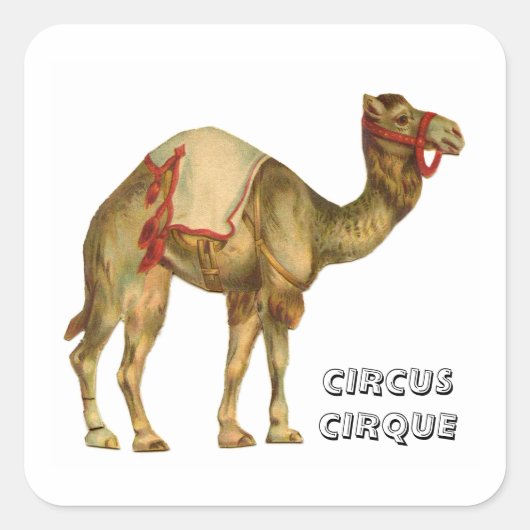 circus optredende kameel vierkante sticker (Voorkant)