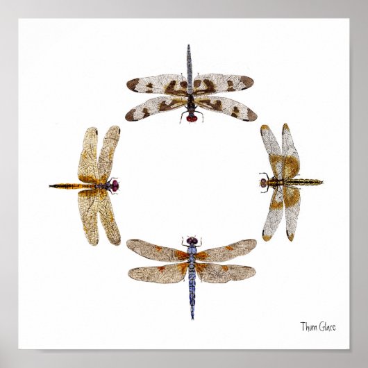 CIRKEL VAN DRAGONFLIES POSTER (Voorkant)