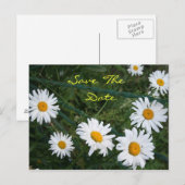 Cirkel van het Briefkaart van Daisies (Voorkant / Achterkant)