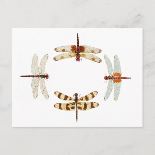 Cirkel van libellen briefkaart (Voorkant)