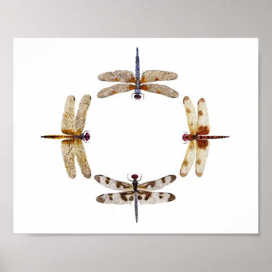 Cirkel van libellen Poster III (Voorkant)