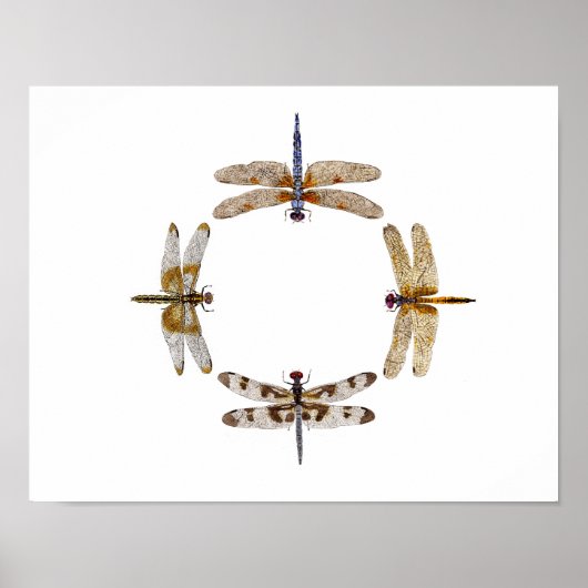 Cirkel van libellen Poster III (Voorkant)