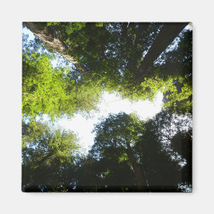 Cirkel van Redwoodbomen in Redwood National Park Magneet