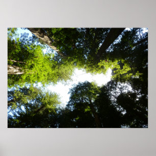 Cirkel van Redwoodbomen in Redwood National Park Poster