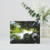 Cirkel van roodbaarzen in het nationale park Redwo Briefkaart (Staand voorkant)