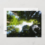 Cirkel van roodbaarzen in het nationale park Redwo Briefkaart (Voorkant / Achterkant)