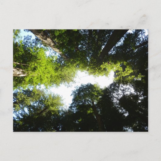 Cirkel van roodbaarzen in het nationale park Redwo Briefkaart (Voorkant)