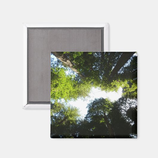 Cirkel van roodbaarzen in het nationale park Redwo Magneet (Voorkant / Achterkant)