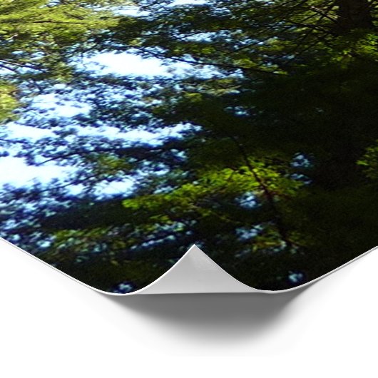 Cirkel van roodbaarzen in het nationale park Redwo Poster (Hoek)