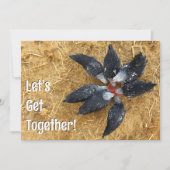 Cirkel van Zwart & Wit Kippen Eten Watermeloen Kaart (Voorkant)