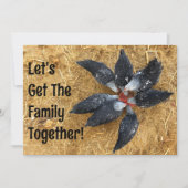 Cirkel van Zwart & Wit Kippen Eten Watermeloen Kaart (Voorkant)