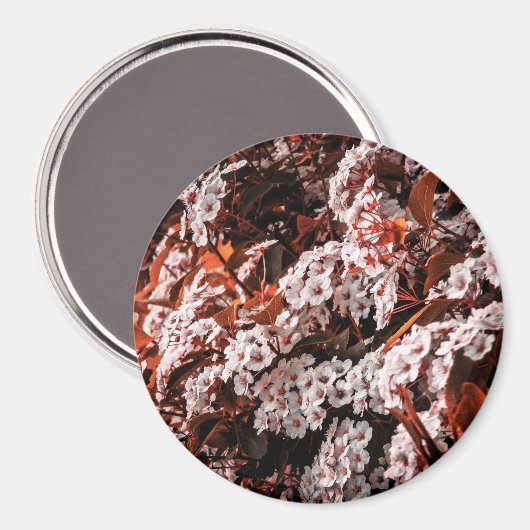 Cirkelmagneet Magneet (Voorkant / Achterkant)