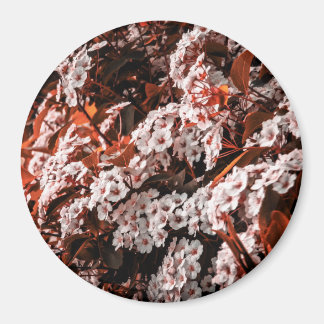 Cirkelmagneet Magneet