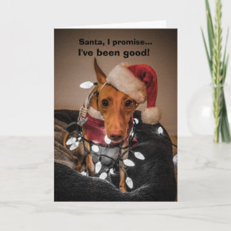 Cirneco dell'Etna Christmas Kaart