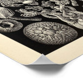 Cirripedia Ernst Haeckel Art Print (Hoek)