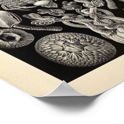 Cirripedia Ernst Haeckel Art Print (Hoek)