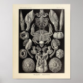 Cirripedia Ernst Haeckel Art Print (Voorkant)