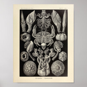  Cirripedia Ernst Haeckel Art Print