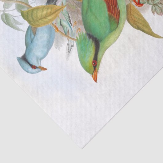 Cissa Venatoria ontkoppeling Tissuepapier (Detail)