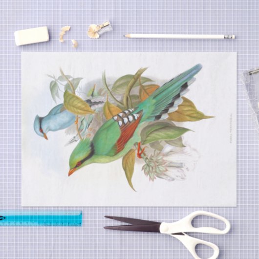 Cissa Venatoria ontkoppeling Tissuepapier (Craft)