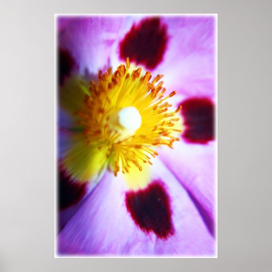 Cistus flower print (Voorkant)