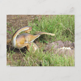 Citipati - Dinosaur - Leerkaart Briefkaart