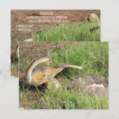 Citipati - Dinosaur - Leerkaart Briefkaart (Voorkant / Achterkant)