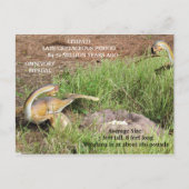 Citipati - Dinosaur - Leerkaart Briefkaart (Achterkant)