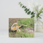 Citipati - Dinosaur - Leerkaart Briefkaart (Staand voorkant)