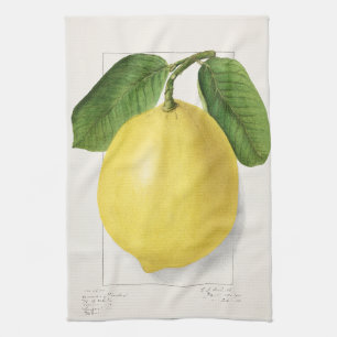 Citroen (Citrus Limon) door Ellen Isham Schutt – 1 Theedoek