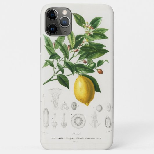 Citroen Citrusfruit Botanische Limonium Illustrati Case-Mate iPhone Case (Achterkant)