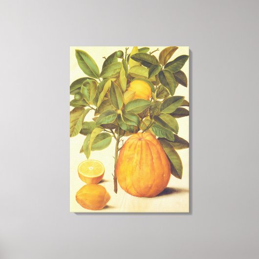  citroen en pomelo botanische schilderij canvas afdruk (Voorkant)