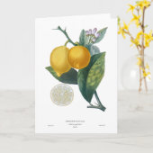 Citroen Kaart (Gele Bloem)