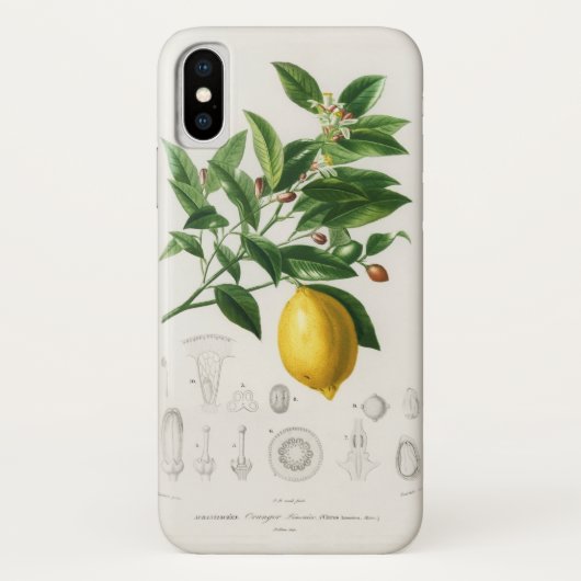 Citroen Sinaasvrucht Botanische Limonium Illustrat Case-Mate iPhone Case (Achterkant)