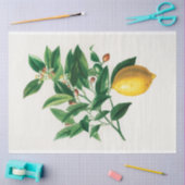  citroen Wetenschappelijk Tekenfruit Tissuepapier (Craft)