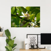 Citroenbloesembij (2) poster (Thuiskantoor)