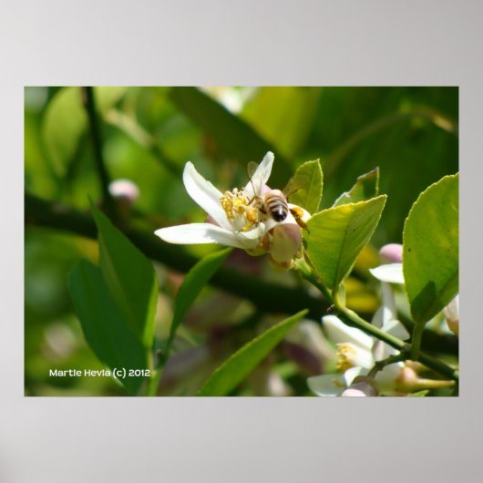 Citroenbloesembij (2) poster (Voorkant)