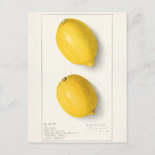 Citroenen (Citrus Limon) Waterverf van fruit Briefkaart