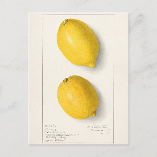 Citroenen (Citrus Limon) Waterverf van fruit Briefkaart (Voorkant)