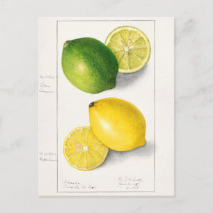 Citroenen (Citrus Limon) Waterverf van fruit Briefkaart