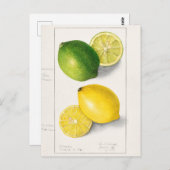 Citroenen (Citrus Limon) Waterverf van fruit Briefkaart (Voorkant / Achterkant)