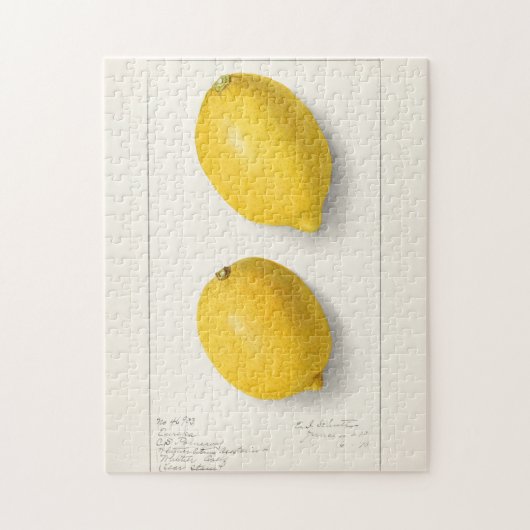 Citroenen (Citrus Limon) Waterverf van fruit Legpuzzel (Verticaal)