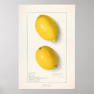 Citroenen (Citrus Limon) Waterverf van fruit Poster