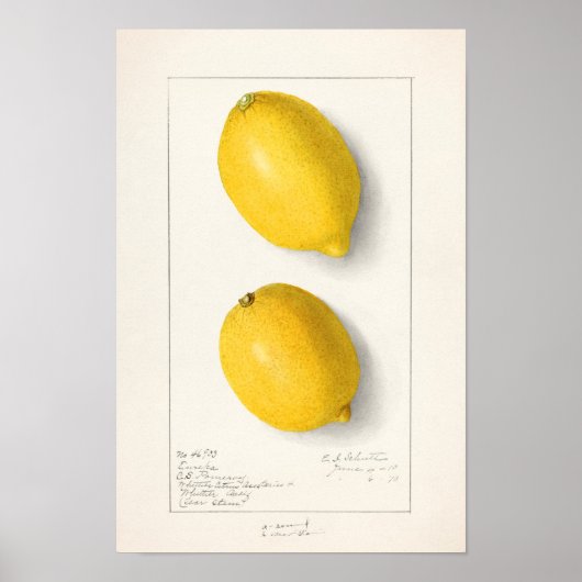 Citroenen (Citrus Limon) Waterverf van fruit Poster (Voorkant)