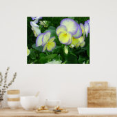 Citroengeel Pansies Poster (Keuken)