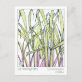 Citroengras Kruid Materia Medica Kennis Kaart (Voorkant)